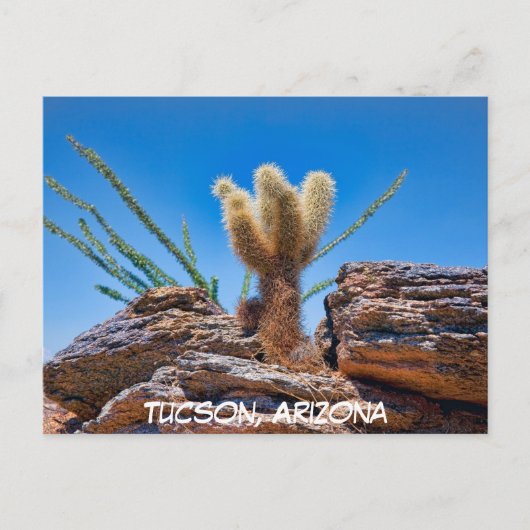 Young Teddy Bear Cholla Cactus,アリゾナ州はがき ポストカード (正面)