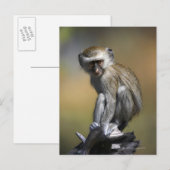 Young Vervet Monkey (Cercopithecus aethiiops) ポストカード (正面/裏面)
