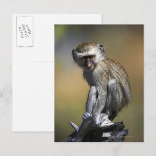 Young Vervet Monkey (Cercopithecus aethiiops) ポストカード (正面/裏面)
