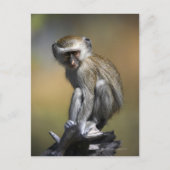 Young Vervet Monkey (Cercopithecus aethiiops) ポストカード (正面)