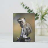 Young Vervet Monkey (Cercopithecus aethiiops) ポストカード (スタンド正面)
