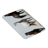 Young Wild Stallions マグネット (右側)