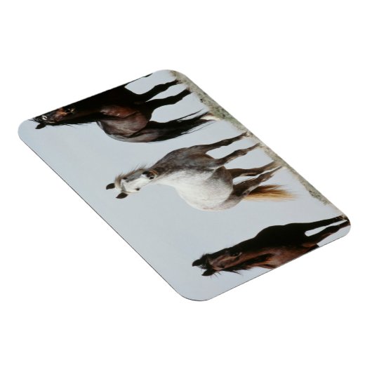 Young Wild Stallions マグネット (右側)