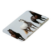 Young Wild Stallions マグネット (左側)