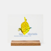 Young Yellow Boxfish アクリルサイン (正面)