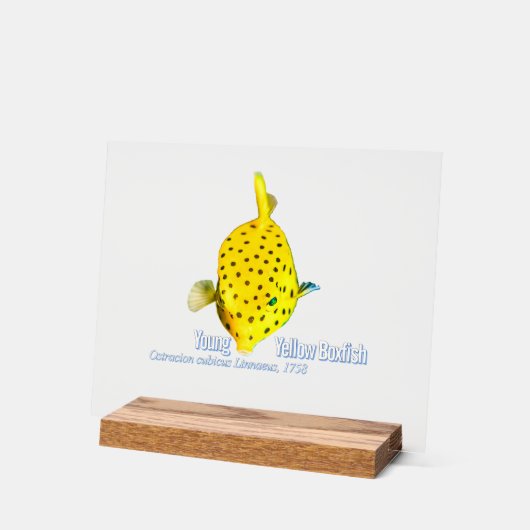 Young Yellow Boxfish アクリルサイン (傾斜)