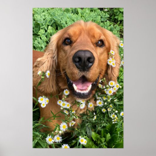 Your Dog Image Here ポスター (正面)