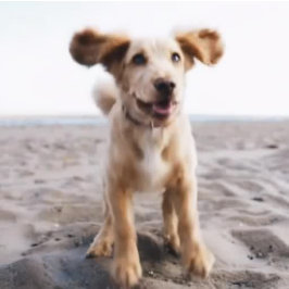 Your Dog Photo Nameフォントカラーオプショントートバッグ トートバッグ