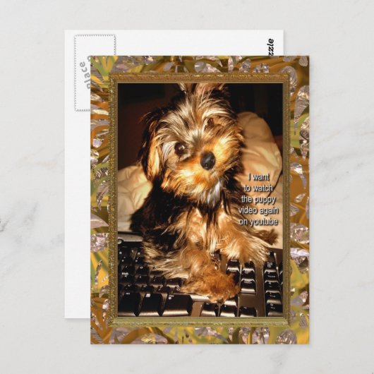 YouTubeヨークシャーテリア ポストカード (正面/裏面)