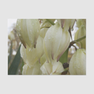 Yucca Plant  薄葉紙