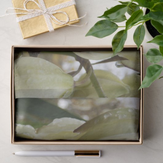 Yucca Plant  薄葉紙 (ギフト)