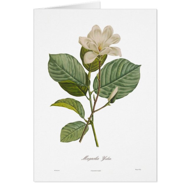 yulanマグノリア (正面)