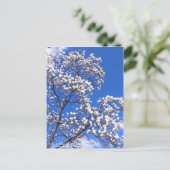 Yulan Magnolia:Postcard ポストカード (スタンド正面)