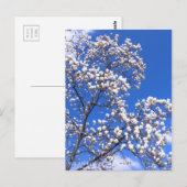 Yulan Magnolia:Postcard ポストカード (正面/裏面)