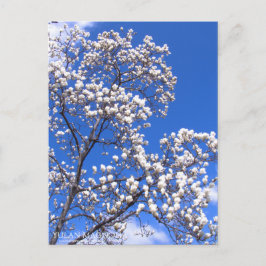 Yulan Magnolia:Postcard ポストカード