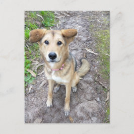 Yume - Female Dog - Akita & German Shepherd - PT ポストカード