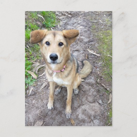 Yume - Female Dog - Akita & German Shepherd - PT ポストカード (正面)