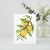 Yuzuのコレクション ポストカード (スタンド正面)