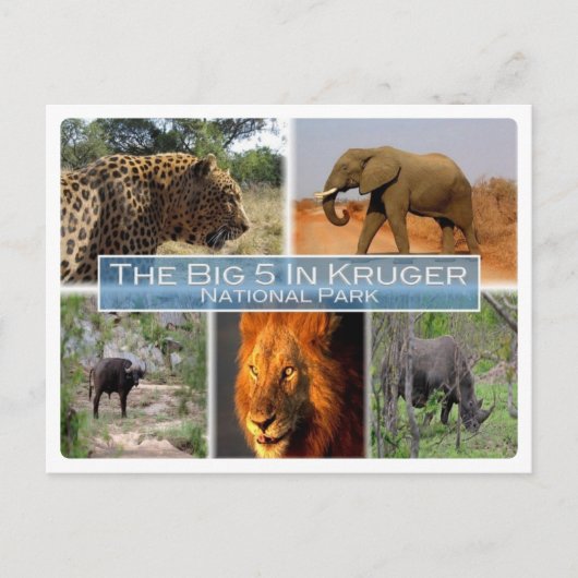 ZA南アフリカ – Krugen N.Pの大きな5つ – ポストカード (正面)