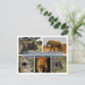 ZA * SOUTH AFRICA - THE BIG 5 in KRUGER N. P. ポストカード (スタンド正面)