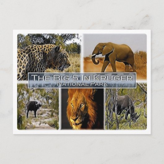 ZA * SOUTH AFRICA - THE BIG 5 in KRUGER N. P. ポストカード (正面)