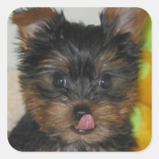 Zach Pupステッカー スクエアシール