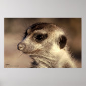 Zaphod Poster - Royal Whiskers Collection ポスター (正面)