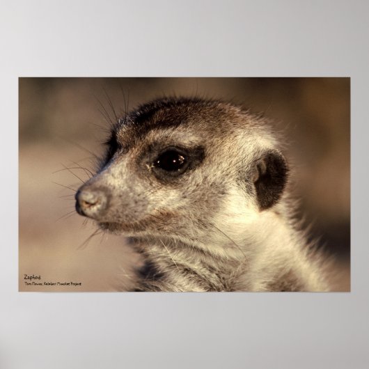 Zaphod Poster - Royal Whiskers Collection ポスター (正面)