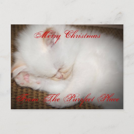 zazzle、メリーなChristmasFrom Purrfectの場所 シーズンポストカード (正面)