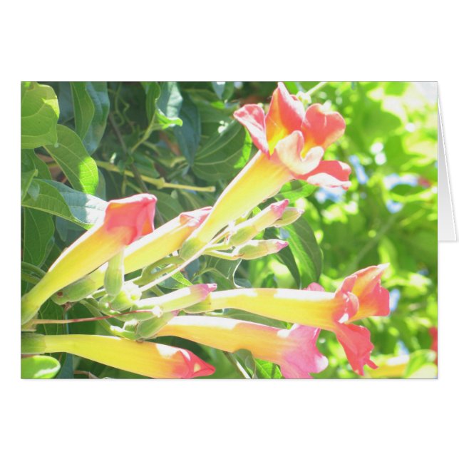 Zazzle 1 (正面横)