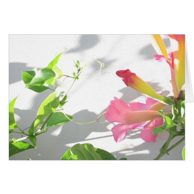 Zazzle II (正面横)