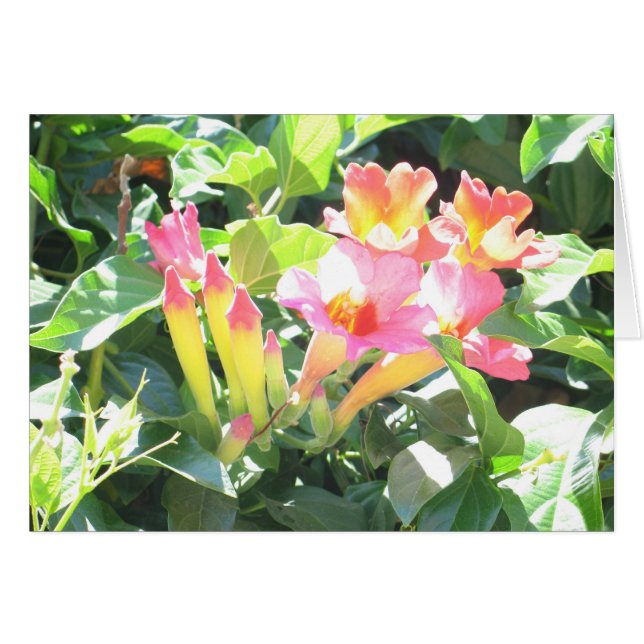 Zazzle III (正面横)