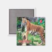 zBD006 The Bengal Tiger,王室の Bangladesh，アジア， マグネット (正面/裏面)