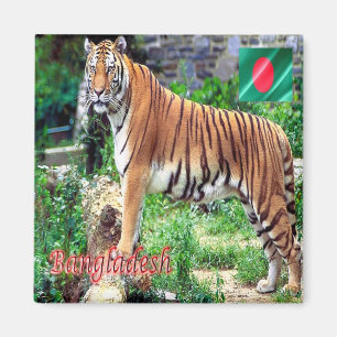 zBD006 The Bengal Tiger,王室の Bangladesh,アジア, マグネット