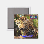 zBZ006 BELIZE, Belizean jungles, Jaguar,冷蔵庫 マグネット (正面/裏面)
