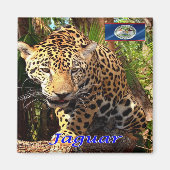 zBZ006 BELIZE, Belizean jungles, Jaguar,冷蔵庫 マグネット (正面)