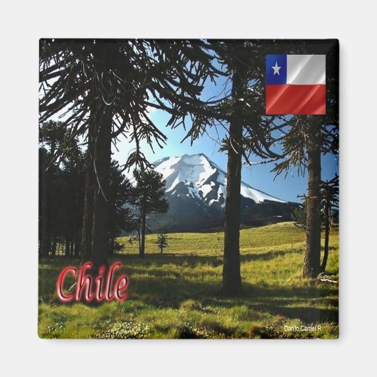 zCL026 CHILE, Araucarias,天然記念物,冷蔵庫 マグネット (正面)