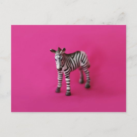 ZEBRAはがき ポストカード (正面)