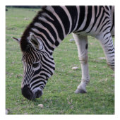 Zebra頭部の白黒のストライプの写真 ポスター (正面)