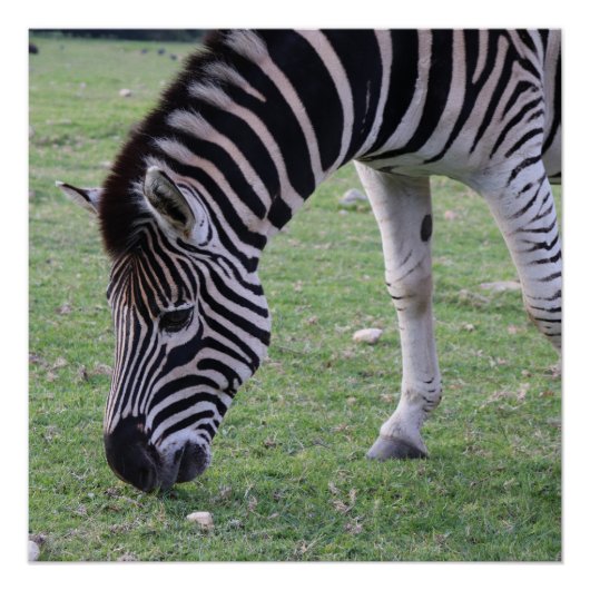 Zebra頭部の白黒のストライプの写真 ポスター (正面)