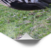 Zebra頭部の白黒のストライプの写真 ポスター (コーナー)