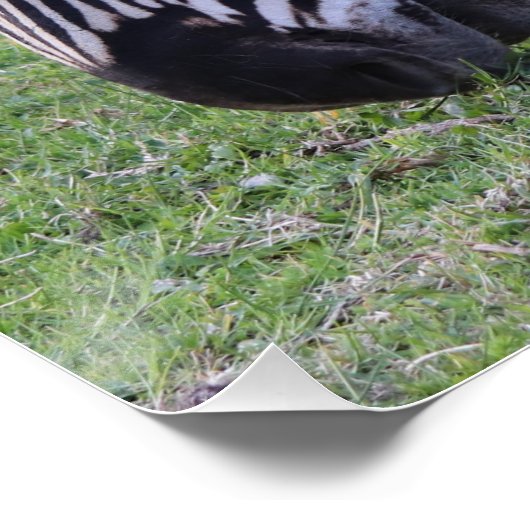 Zebra頭部の白黒のストライプの写真 ポスター (コーナー)