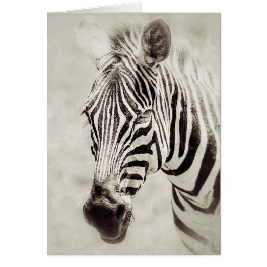 Zebra：アップ近くおよびパーソナル (正面)