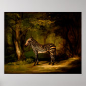 Zebra by George Stubbs (1763) ポスター (正面)