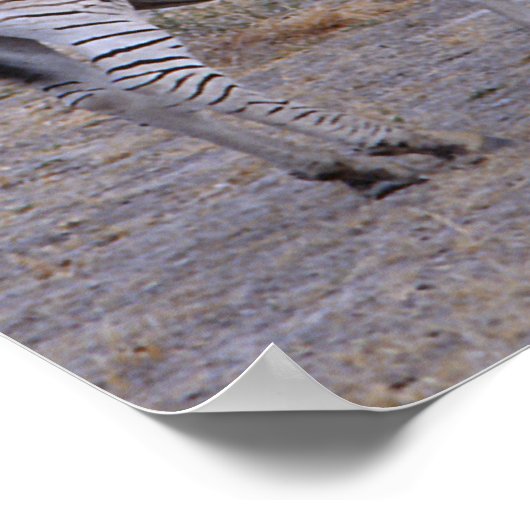 Zebra Double撮影 ポスター (角)