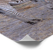 Zebra Double撮影 ポスター (角)