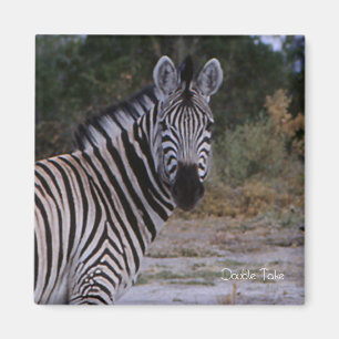 Zebra Double撮影 マグネット