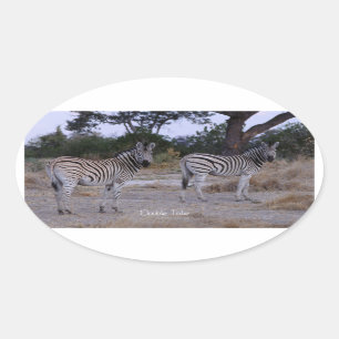 Zebra Double撮影 楕円形シール
