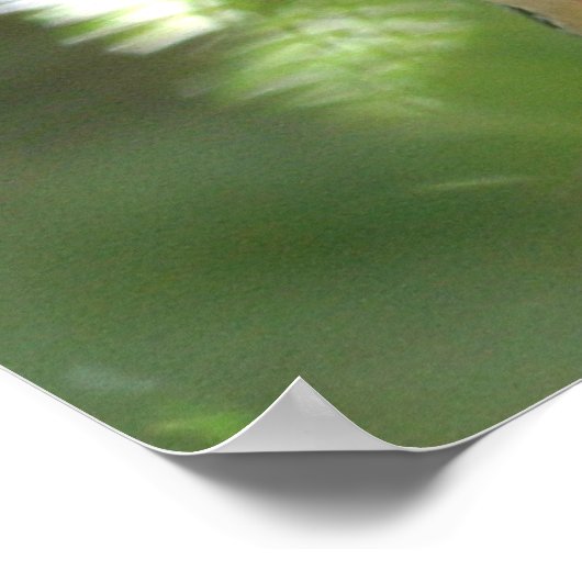 Zebra Finch ポスター (角)