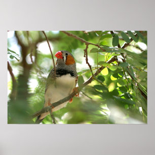 Zebra Finch ポスター